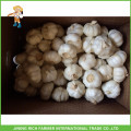 Fresh Style New Crop Fresh Garlic Pure White Garlic 5.5cm